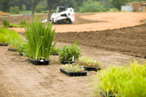 "New plants ready to be added to a commercial buildingaas landscape. This will be a wetland area which is being prepared by a skid loader in the background. The tan area is a coir (coconut husk) erosion blanket, which will allow the plants to establish before the blanket biodegrades."