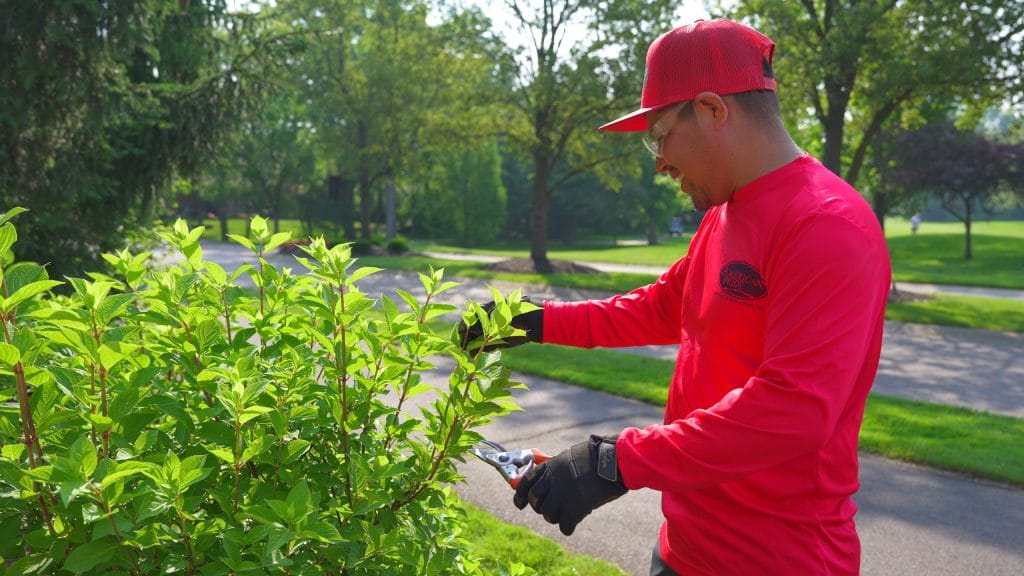 Tree & Shrub Pruning